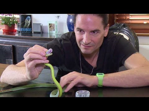 بالفيديو أبحاث جديدة على سم الثعابين الخطيرة