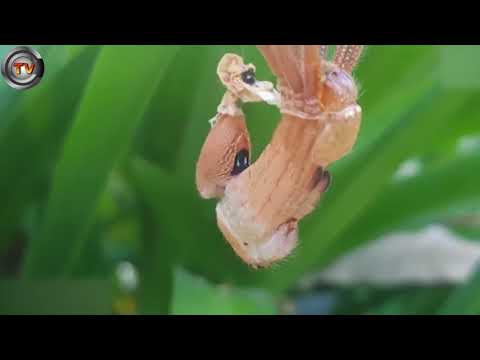 شاهد عنكبوت يغير جلده بشكل مذهل