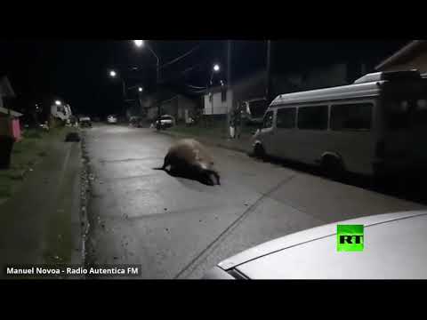 شاهد حيوان بحري ضخم يفاجئ سكان مدينة تشيلية بجولته الليلية في الشوارع