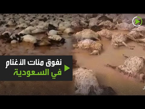 شاهدنفوق نحو 1000 رأس غنم بسبب السيول في شعيب عرعر السعودية